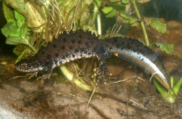 Biotope für die auf dem Gelände der Kiesgewinnung lebenden Kammmolche