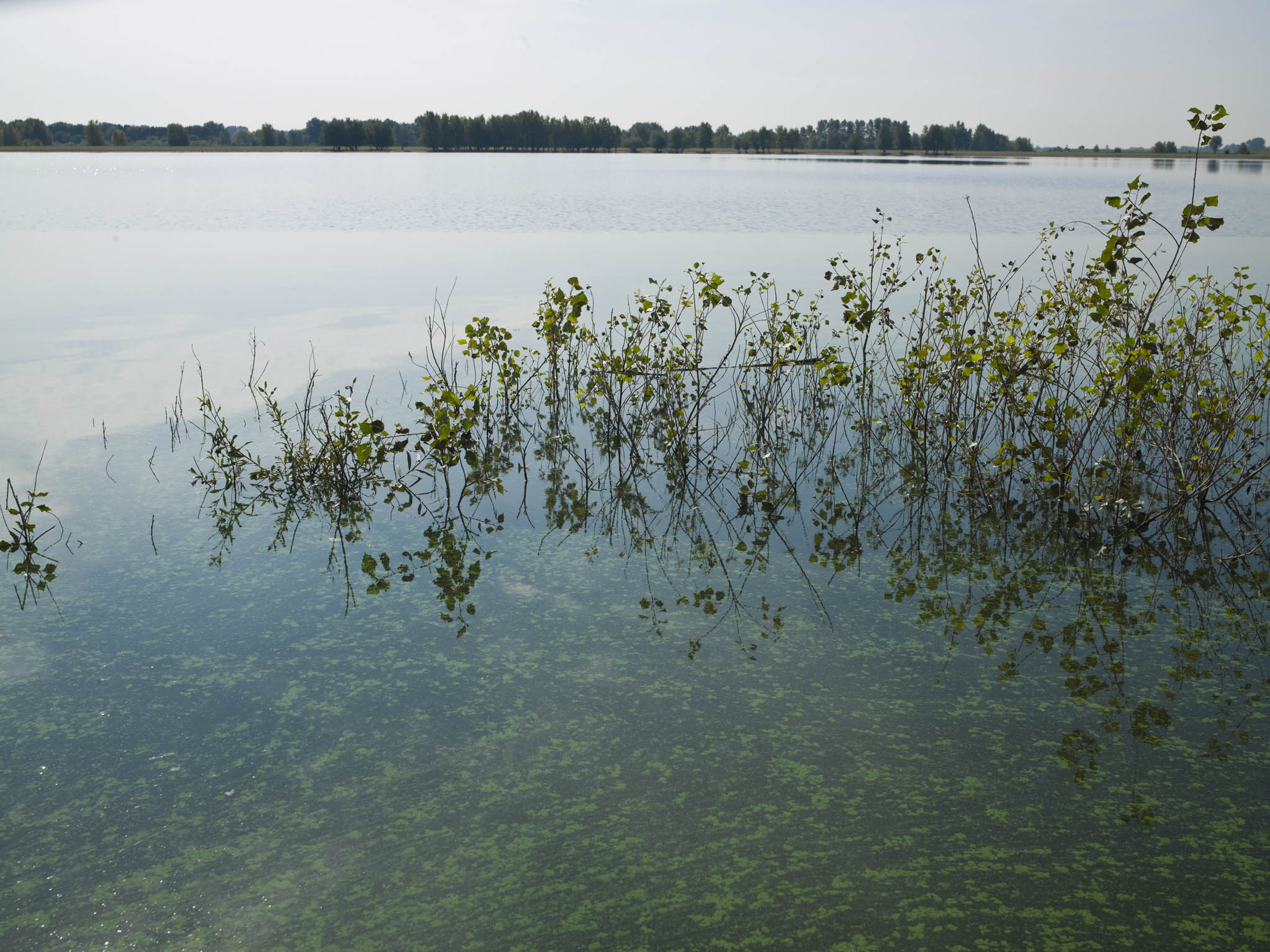 Vielfalt der Fauna an einem Baggersee am Niederrhein