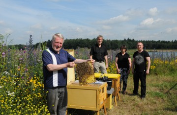 Bienenweide mit Winterlinden bei Kevelaer